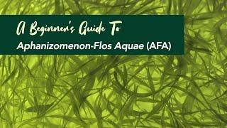 A Beginner’s Guide To Aphanizomenon-Flos Aquae (AFA)