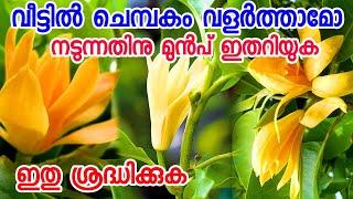 വീട്ടിൽ ചെമ്പകം നട്ടിട്ടുള്ളവർ ഇതു ശ്രദ്ധിക്കുക|chembakam malayalam