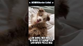 보더콜리 설명서 #shorts #강아지 #강아지성격 #보더콜리설명#보더콜리성격#보더콜리분양#보더콜리입양#브로콜리#댕댕이 #멍멍이 #강아지설명#콜리 #BorderCollie#멍뭉잉