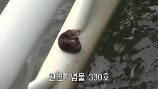 4대강 공주보에서 수달 서식 확인 MLTM found otters living in Gongju Weir