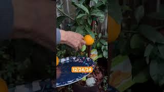 Cutting oranges from garden