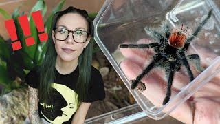 Tarantula ESCAPES! 7!? TIMES!!! - Rehousing FOUR Grammostola into Bioactive Adult Enclosures!