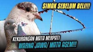 KEKURANGAN MATA MERPATI JAWA/ MATA ASEM‼️