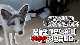 3대 지X견??? 별거아니죠 ㅋㅋㅋㅋ 여우키우면 매일 보는광경입니다    Raise a marble fox - is it possible? what a day!