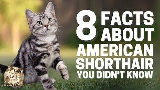 8 Facts You Didn’t Know About American Shorthair Cats