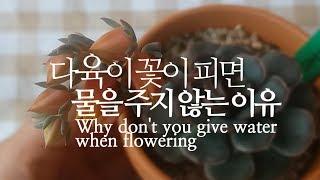 [ENG SUB] 다육이 꽃이 피면 물을 주지 않는 이유. Why don't you give water when flowering. succulents/多肉植物/たにくしょくぶつ