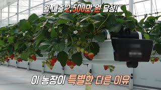 월 매출 2500만 원! 효율성 높이는 딸기농장 관리법