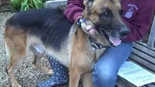 Maximus A4363566 ADOPTED!!!