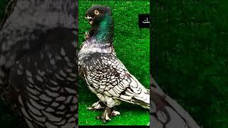 لو عجبك الفيديو حط ليك وإشتراك وكومنت #حمام