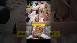 Who want to adopt this cat? #cat #bombastic #cute #funny #shorts