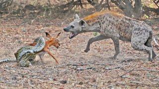 IMPALA BABY TRIES ESCAPING PYTHON & HYENA