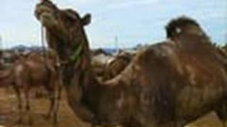 Pushkar Camel Fair  Ajmer  Rajasthan