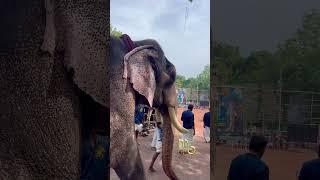 #kerala #elephant #kollam #aana #aanapremi #aanachandam #puthuppallyarjun