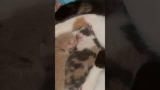 Sleepy kittens#cat #sleeping #cuteanimal