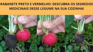 RABANETE PRETO E VERMELHO: DESCUBRA OS SEGREDOS MEDICINAIS DESSE LEGUME NA SUA COZINHA!