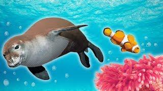 Ocean Animals for Kids - Whales, Sea Otter, Orca, Sea Lion + more