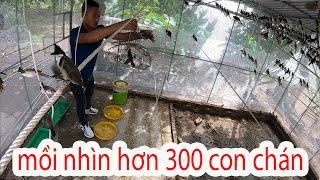  thử đưa chim mồi vào lồng avi hơn 300 con và cái kết