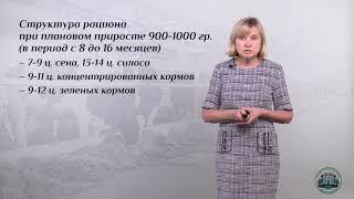 5 3  Кормление и содержание ремонтных бычков