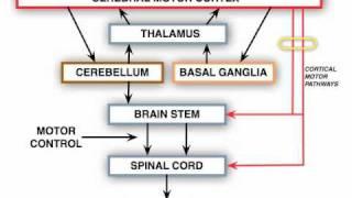 Anatomy Motor Exam: Upper Motor Neuron Lesion