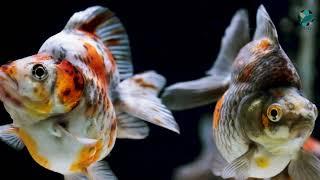 Exclusive Show Quality Imported Calico Ryukin Goldfish at WHAT! by Showoff Pets Chennai India