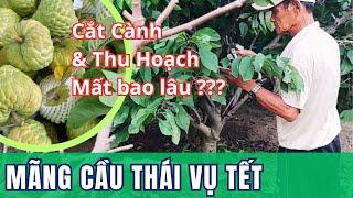 Cắt Cành Mãng Cầu Thái Lan Cho Vụ Tết Âm Lịch | Na Thái | Mãng Cầu Ngọc Thiên OCOP | Vườn Năm Thiên