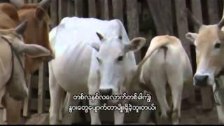 What villagers from Kawkareik Township in Southeast Myanmar say...