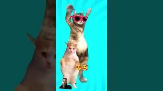 #funny #cat #dance #cute @atiqanikaenter10ment #dance #entertainment