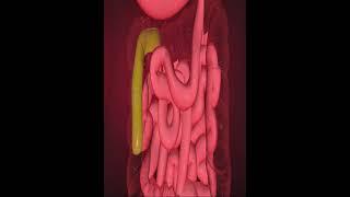 Digestive system- Large intestine (3D Animation)