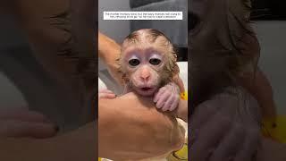 A man love for an orphaned baby monkey after its mother’s passing #monkey #shortvideo #animalshorts