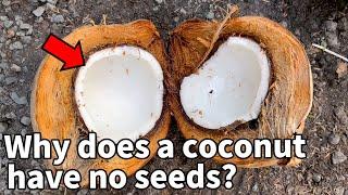 Everything You Didn’t Know About Coconuts | Coconut Disscetion