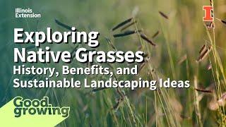 Native Grasses in the Prairie and Your Yard | #GoodGrowing