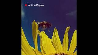 23  43 13 10 2021 ts3 000103 Bee ACTION REPLAY