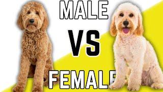 Male Goldendoodle VS Female Goldendoodle - What's The Difference?