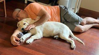 Dads Who Didn’t Want The Damn Dog In Their Lives  Funny Dog and Human