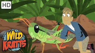 Wild Kratts |Grasshopper |Insects|NATURE