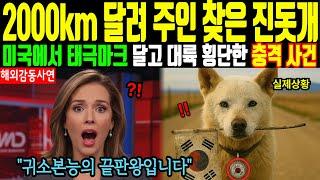 [해외감동사연] 2000km 달려 주인 찾은 진돗개 - 미국에서 태극마크 달고 대륙 횡단한 충격 사건
