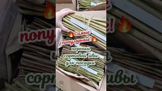 Самая популярная сортовая ива для плетения! Черенки ивы для посадки #ива #плетение #лоза #дача
