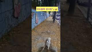 말콩이의 가을 낙엽길 산책 Vlog_모냥냥TV