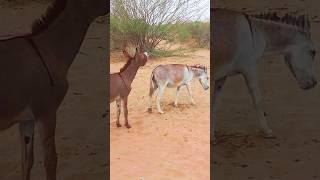 #pets #donkeys #gadhe #ytshort #comment #kicks