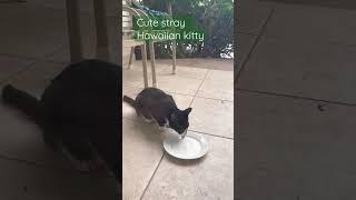 Cute stray, Hawaiian kitty ￼#CatLoversClub