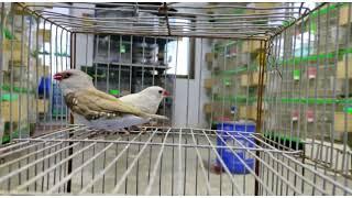 silver and fawn diamond fire tail finch  | noorullahbirdsfarm | variety of finches |jambo size finch