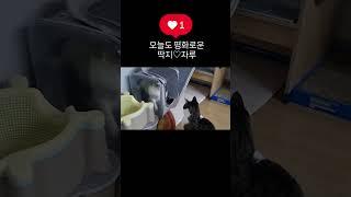 사이좋은 냐옹 남매 #cat #삼색이고양이 #뚱냥이 #인생이심심하다면 #고양이 #입양하세요 #냥줍