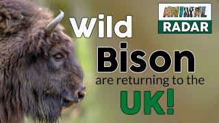 Wild Bison are returning to the UK!