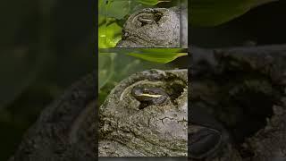 Green Tree Frog - Dark Phase #wildlifephotography #greentreefrog #naturephotography