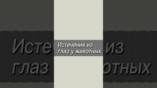 #форвет #животные #рекомендации #ветврач #собака #кошка