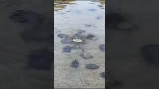 Gathering up, turtles helped roll over another turtle.