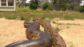 Battle of Python and Leopard! Huge Python eats Antelope!