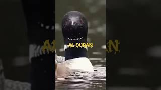 القران#Al Quran#message for all#hidayat #amazing#surah
