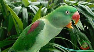 Alexandrine Parrot Natural Voice