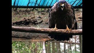 SUARA INDAH ELANG JAWA  ( JAVA EAGLE ) DI SUAKA ELANG GUNUNG SALAK